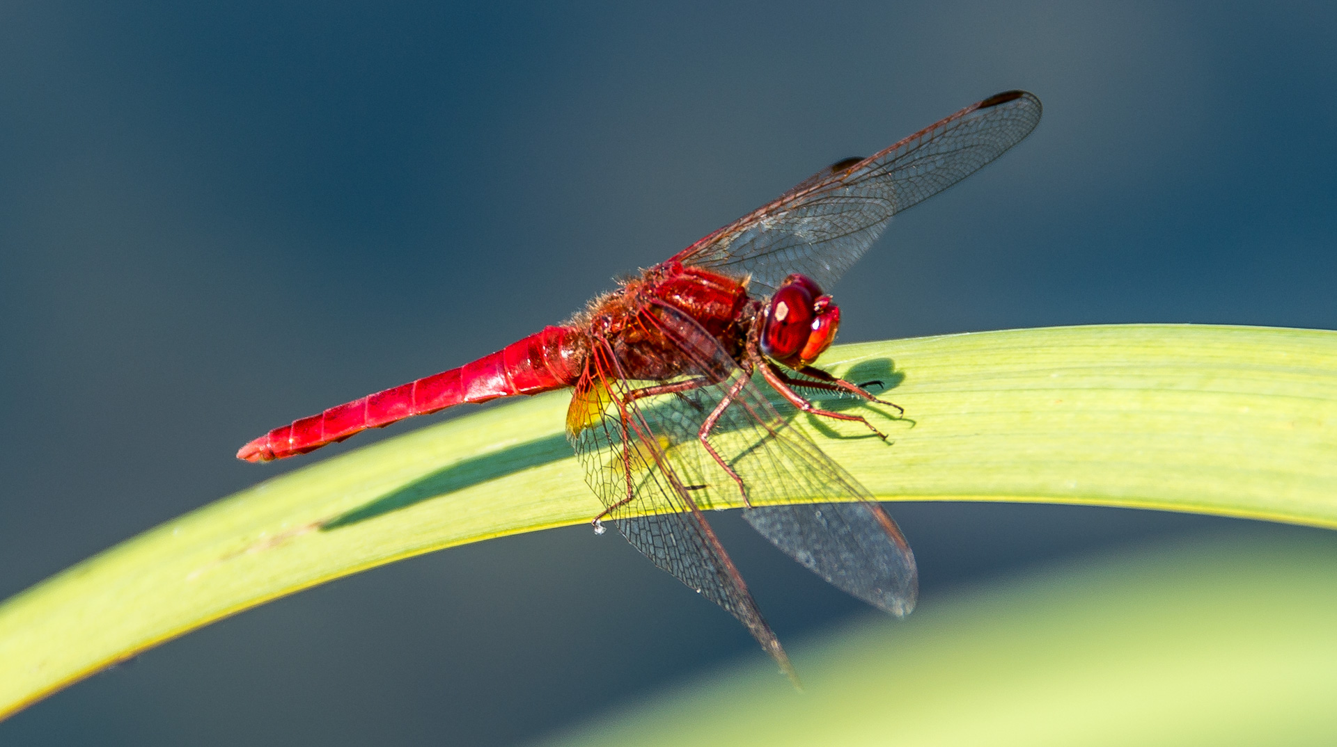 insecte libellule Sympétrum rouge sang . 