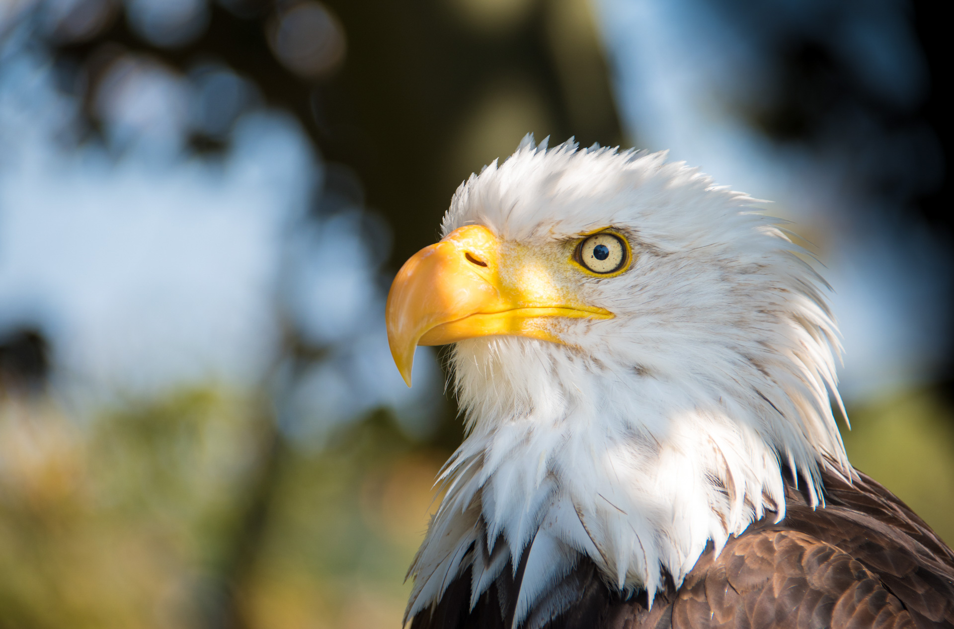 pygargues, rapace