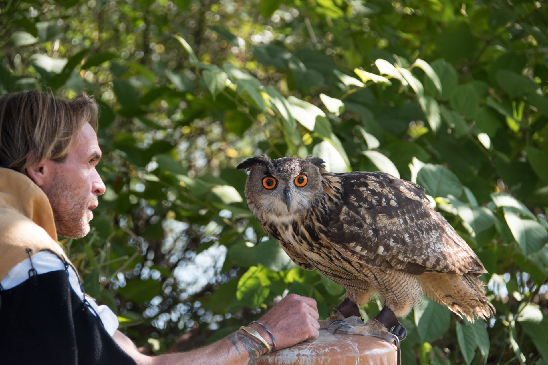 Grand duc, rapace