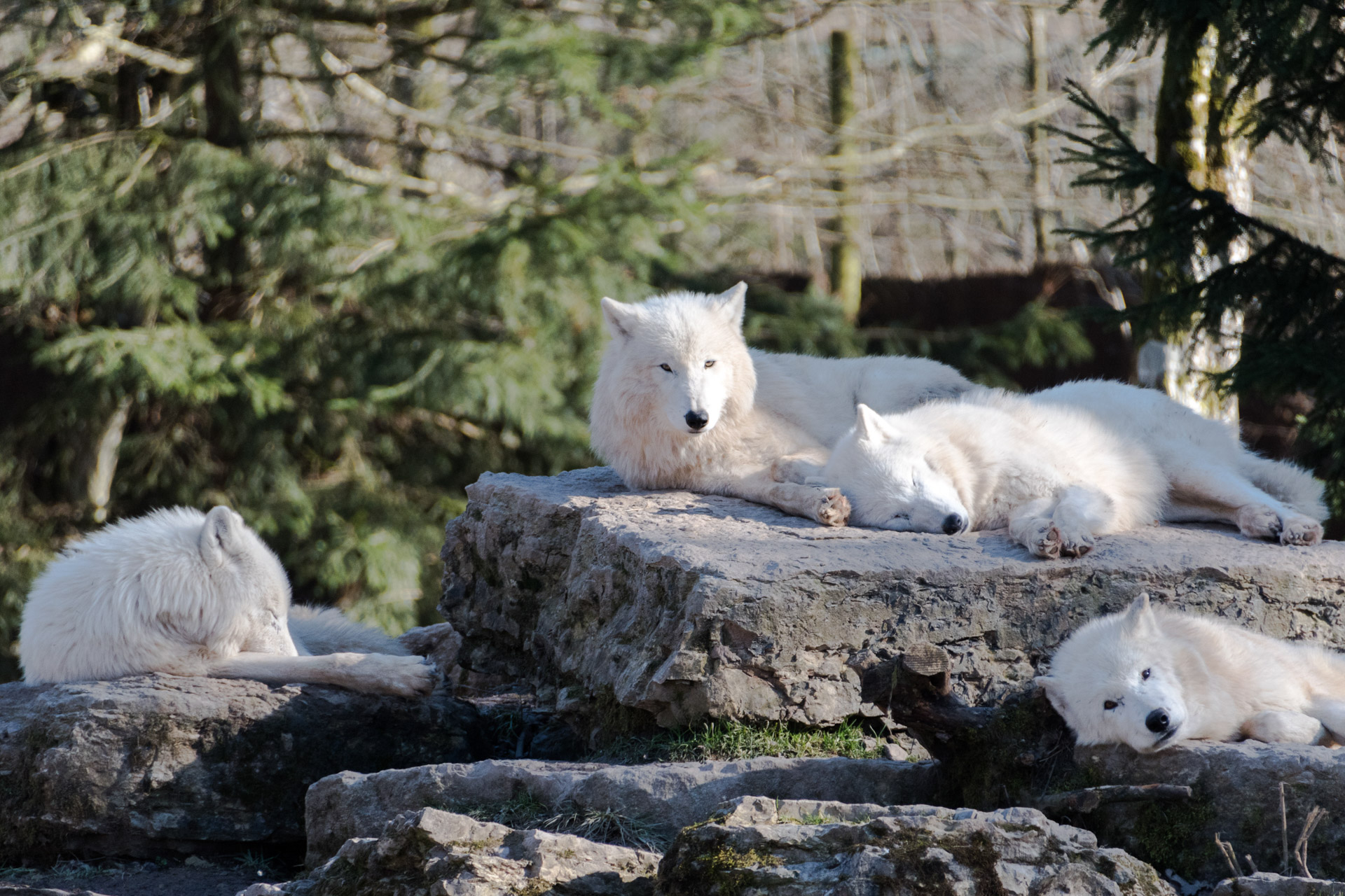 Loups blancs arctique parc de Sainte Croix 