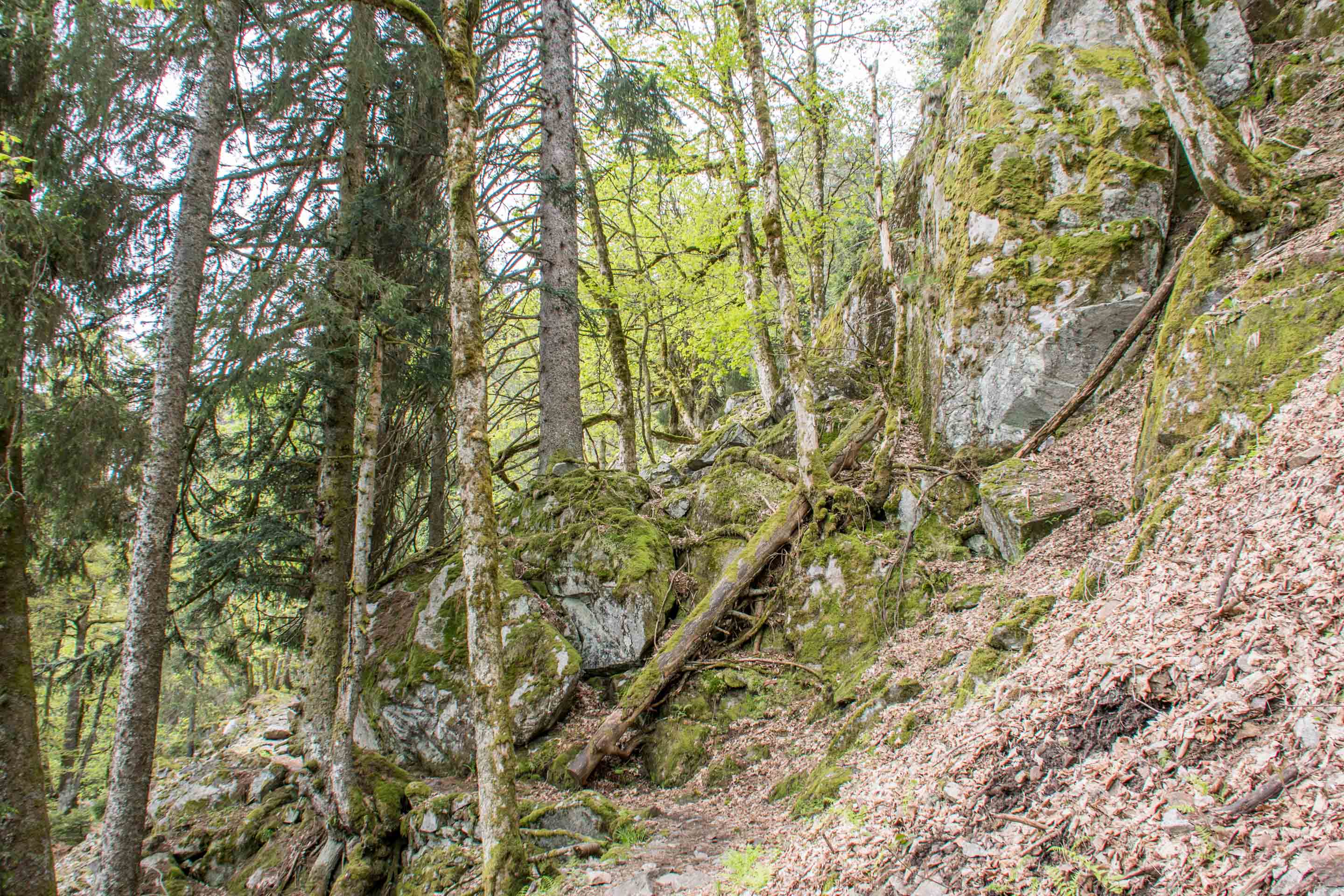randonnée Vosges - Sentier des roches