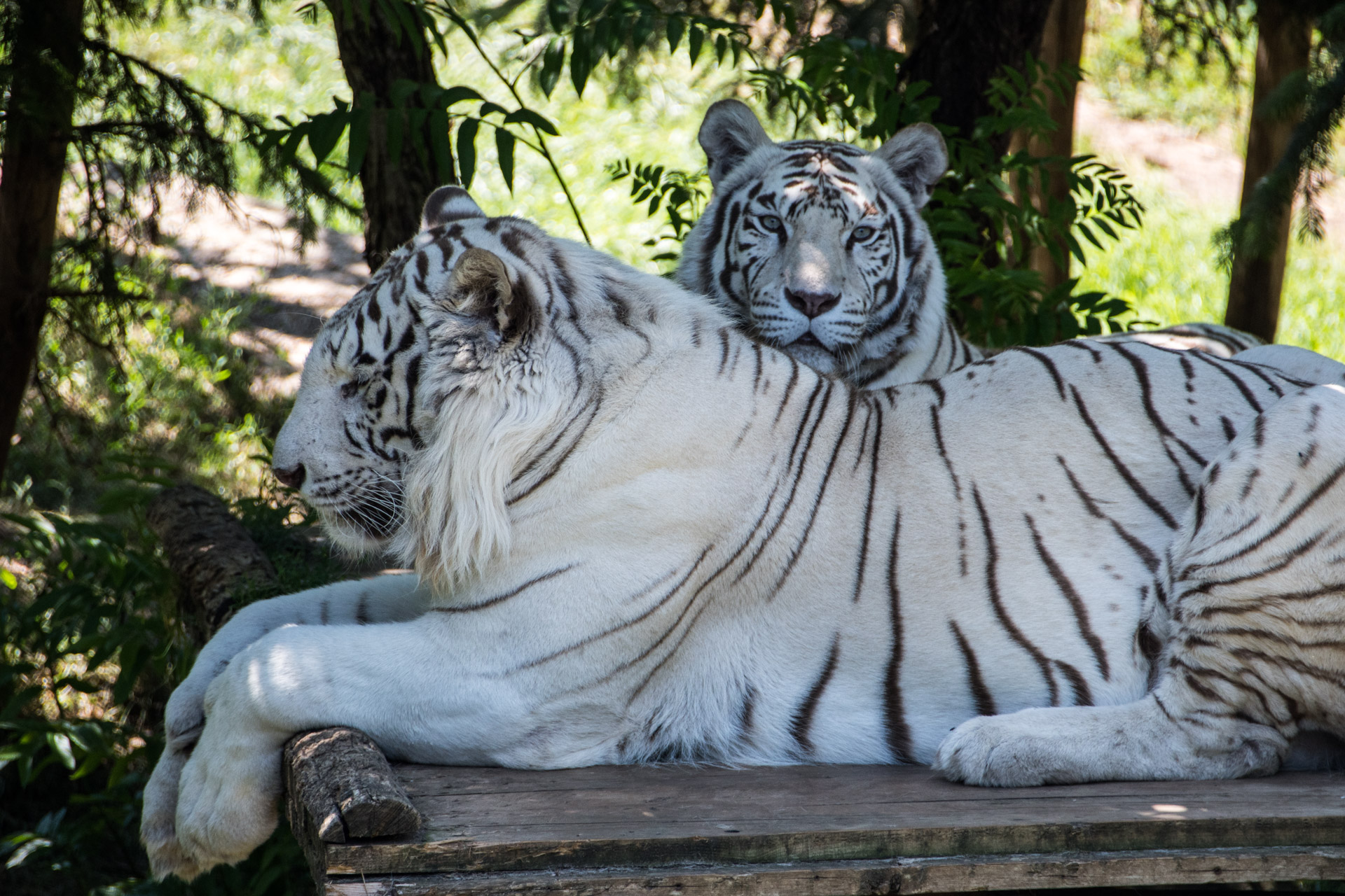 Tigres blancs, mammifères carnivores de la famille des félidés, présentant une mutation génétique lui conférant une robe blanche rayée de noir.