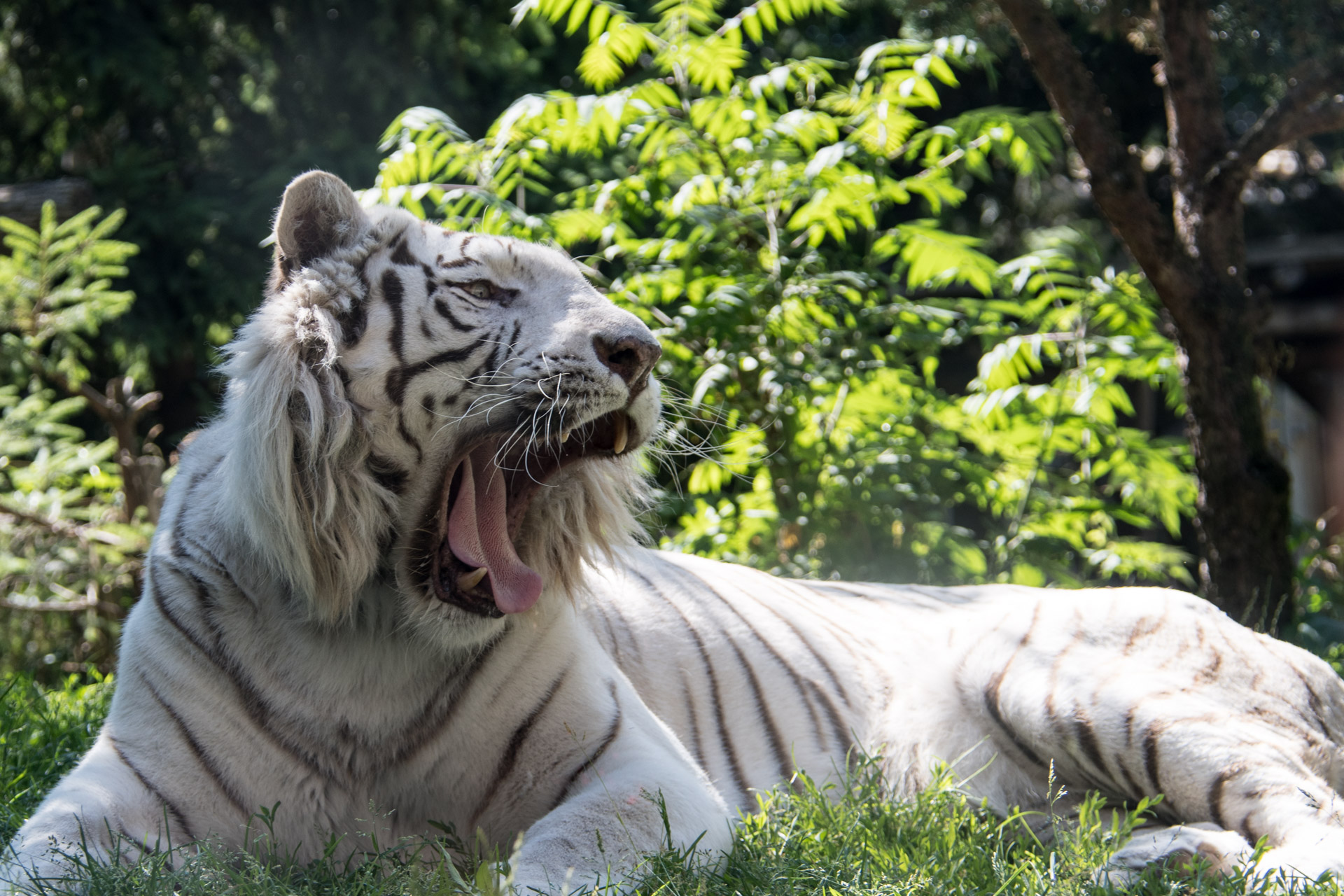 Tigre blanc, mammifère carnivore de la famille des félidés, présentant une mutation génétique lui conférant une robe blanche rayée de noir.