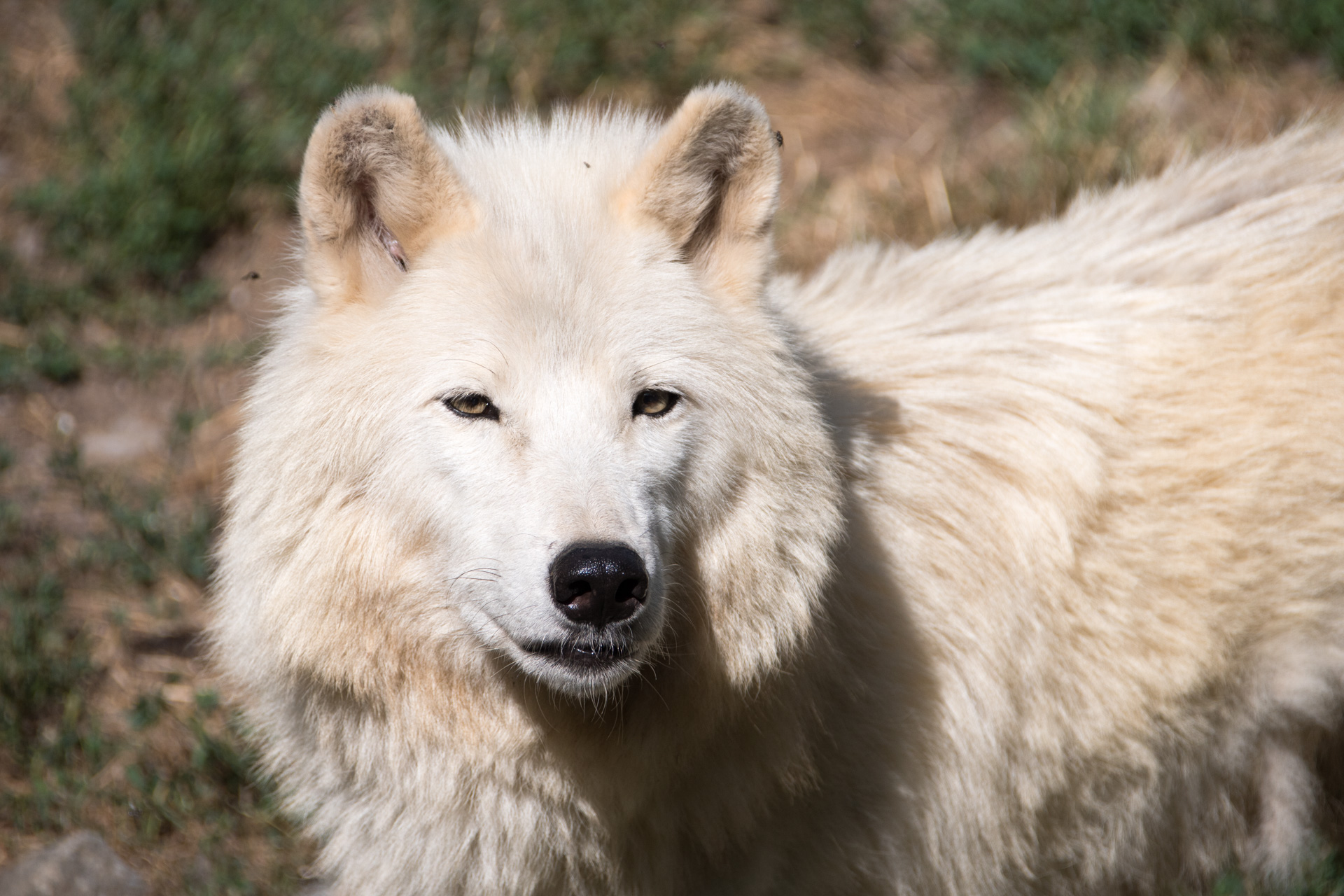 Le loup arctique habite la partie septentrionale de l'Amérique du Nord