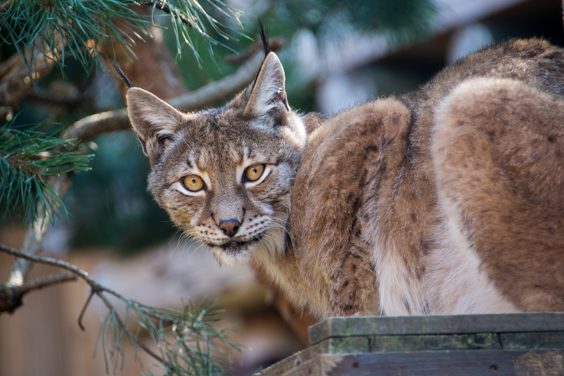 Lynx, Prédateurs de l'hémisphère nord, les lynx ont pour habitat préféré la forêt boréale.