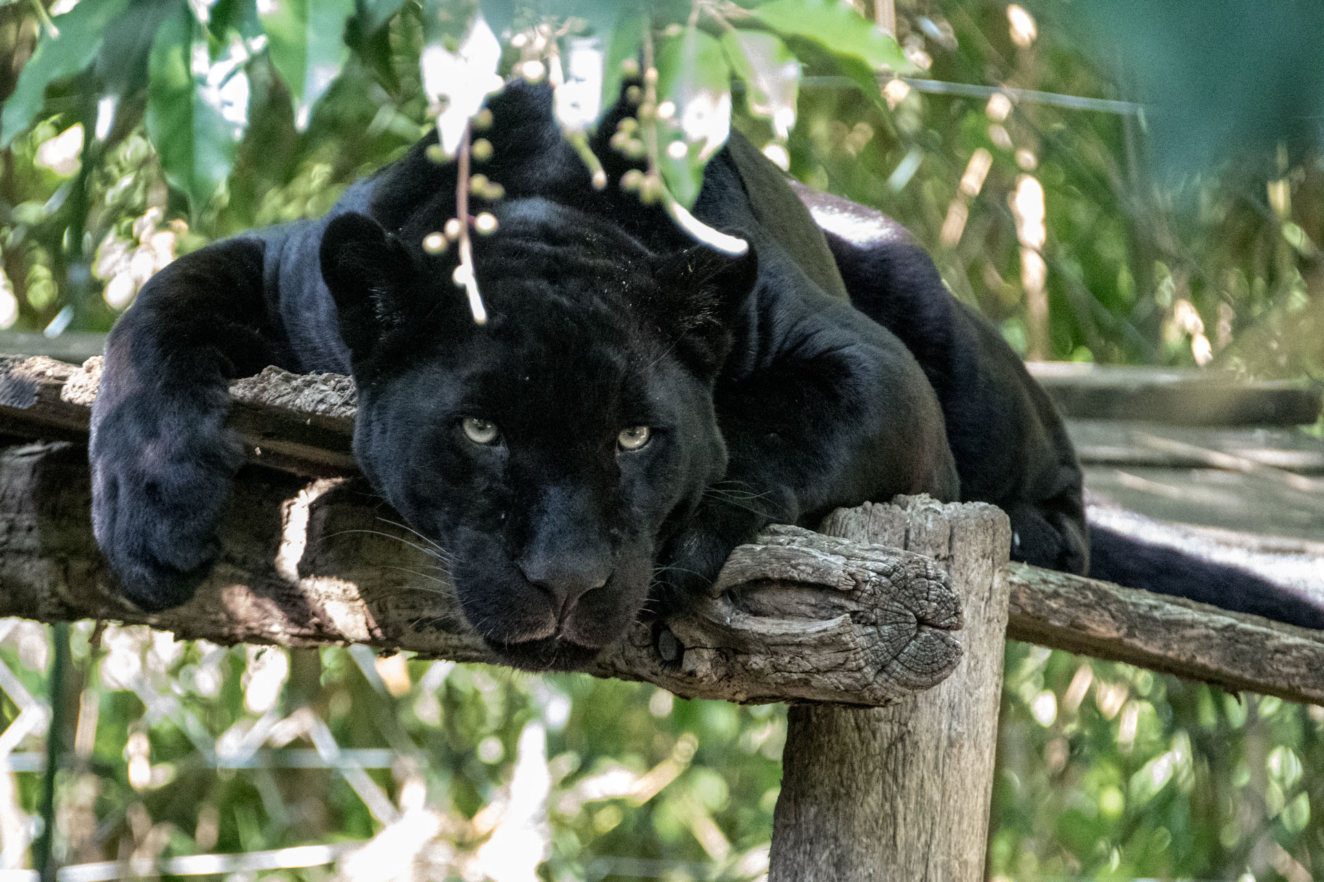 La panthère noire est un mammifère carnassier (qui se nourrit de viande crue) d'Afrique et d'Asie. Il s'agit en fait d'un léopard au pelage sombre (mélanisme).