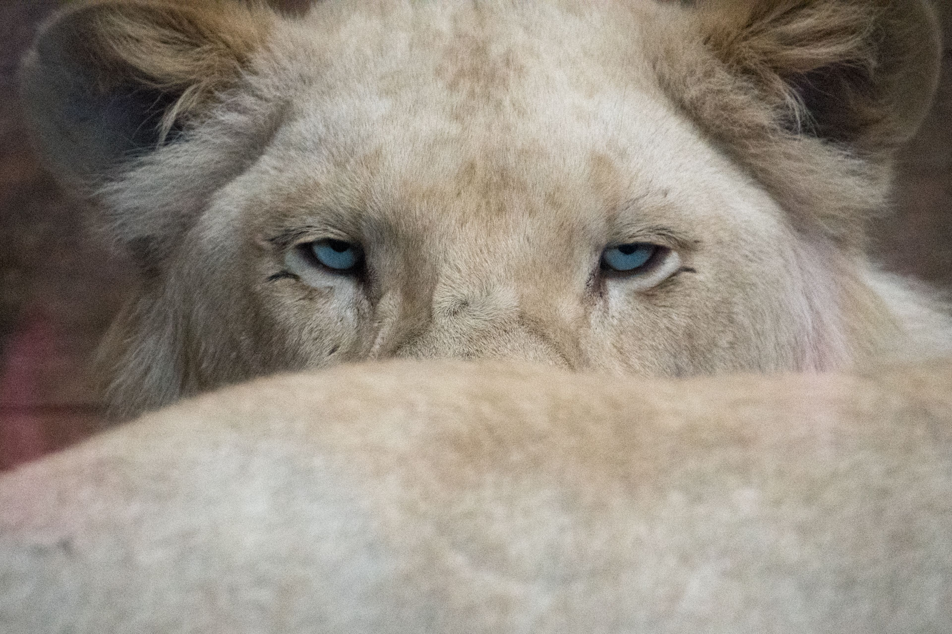 Le lion blanc est une forme mutante du lion de la sous-espèce Panthera leo krugeri 