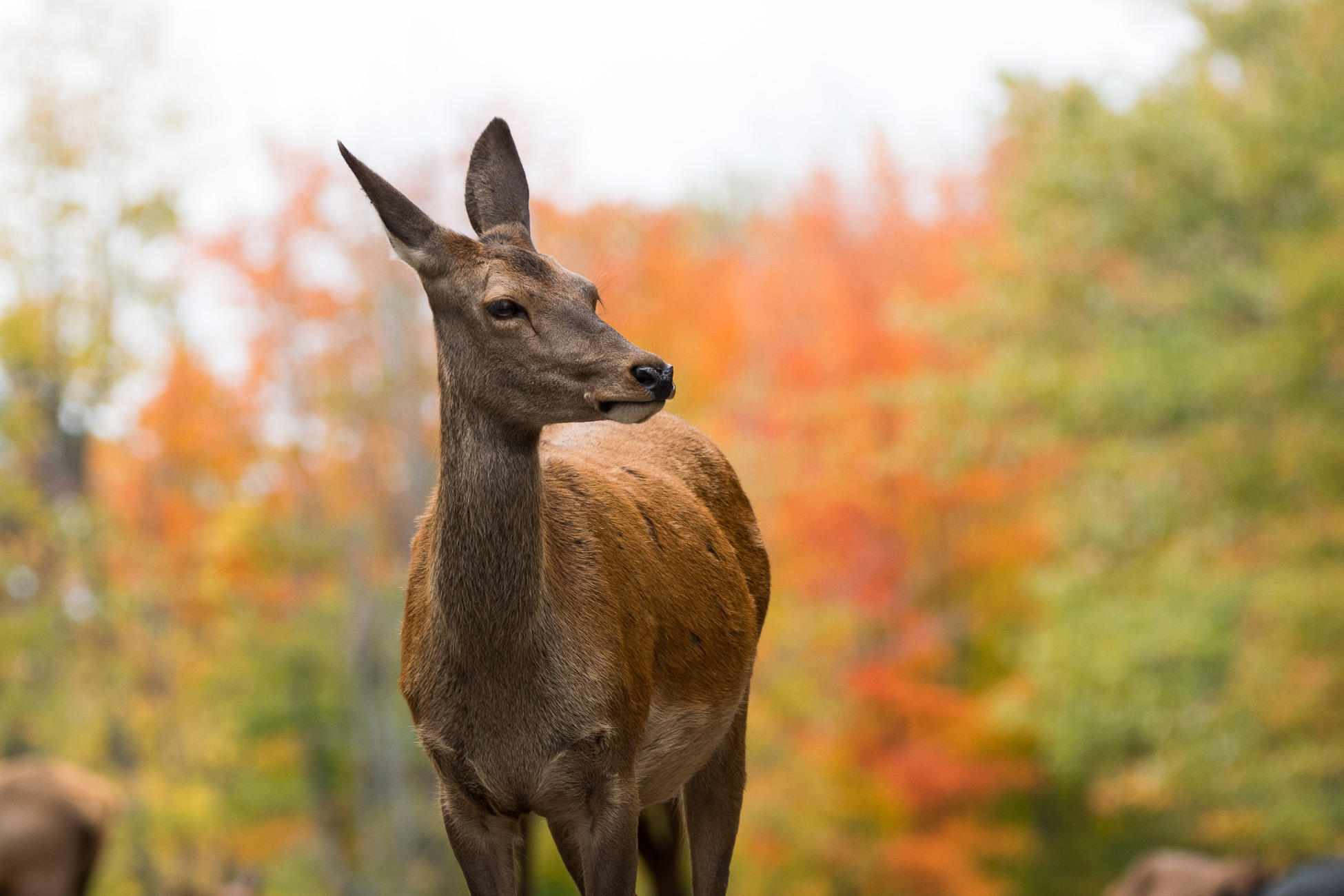 Canada, parc omega, biche,