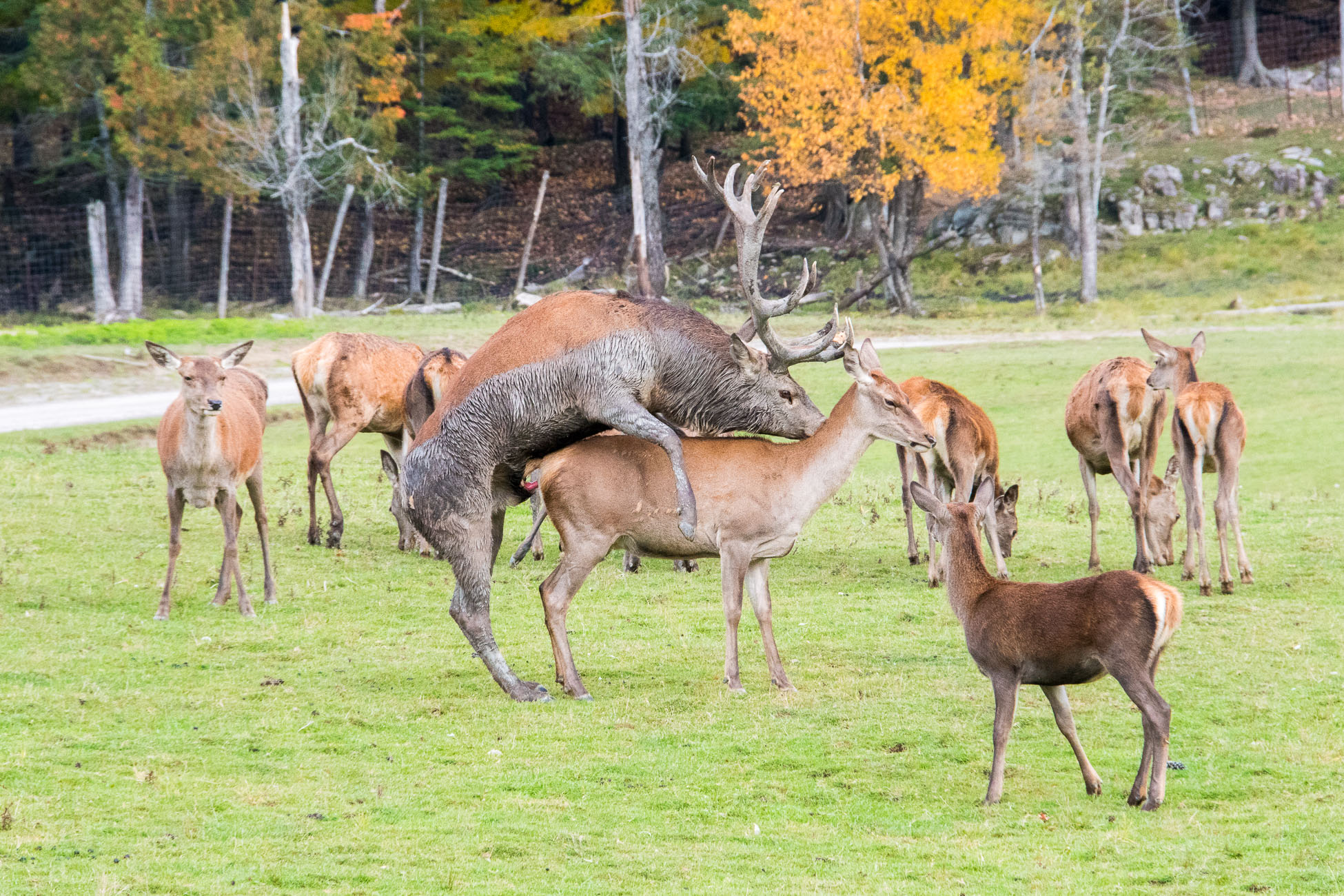 Canada, parc omega, accouplement wapiti