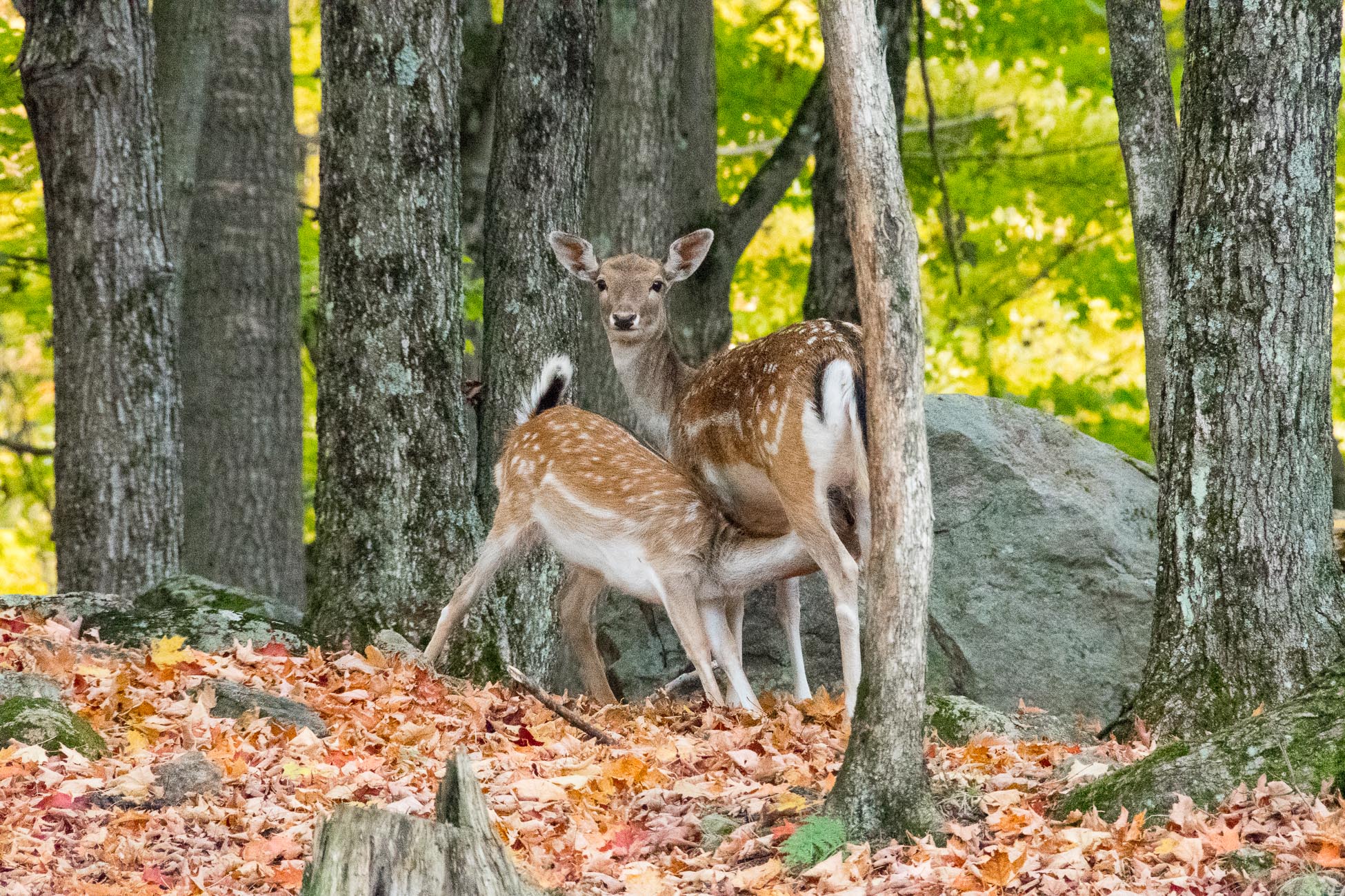 Canada, parc omega, allaitement daim