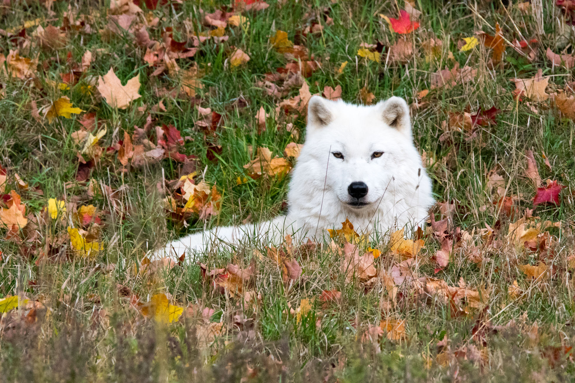 Canada, parc omega, loup arctique