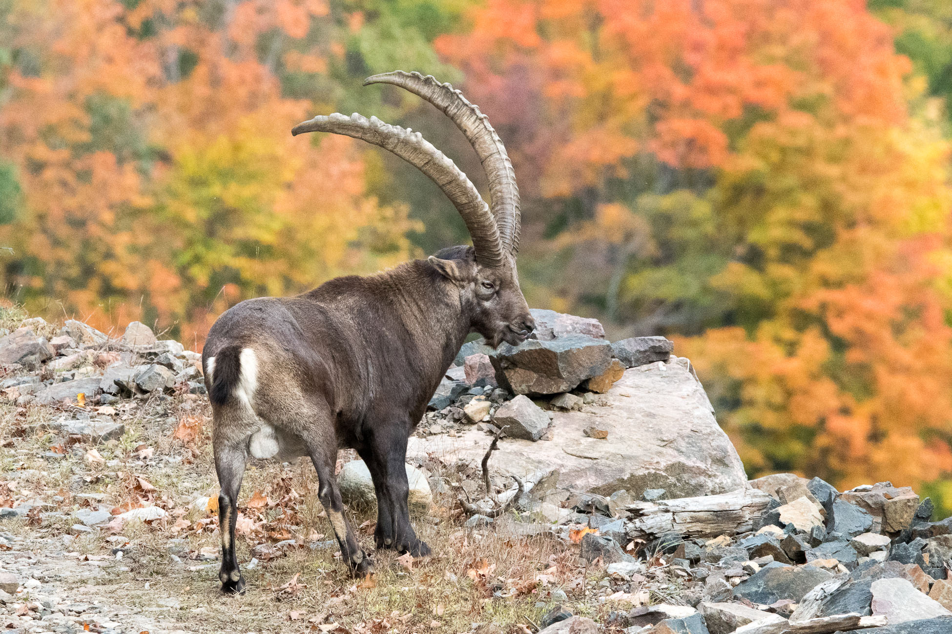 Parc Omega, bouquetin des alpes