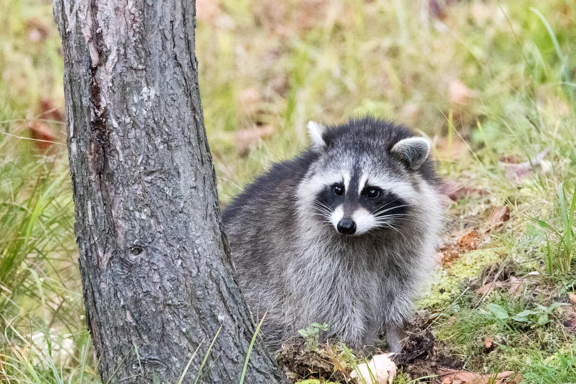 Canada, parc omega, raton laveur