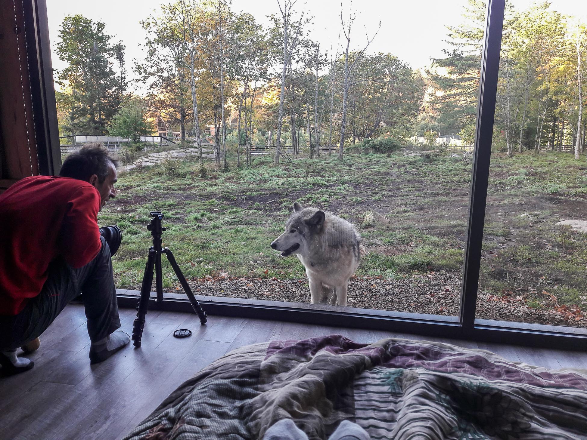 Roadtrip Canada, Parc omega, cabanne des loups