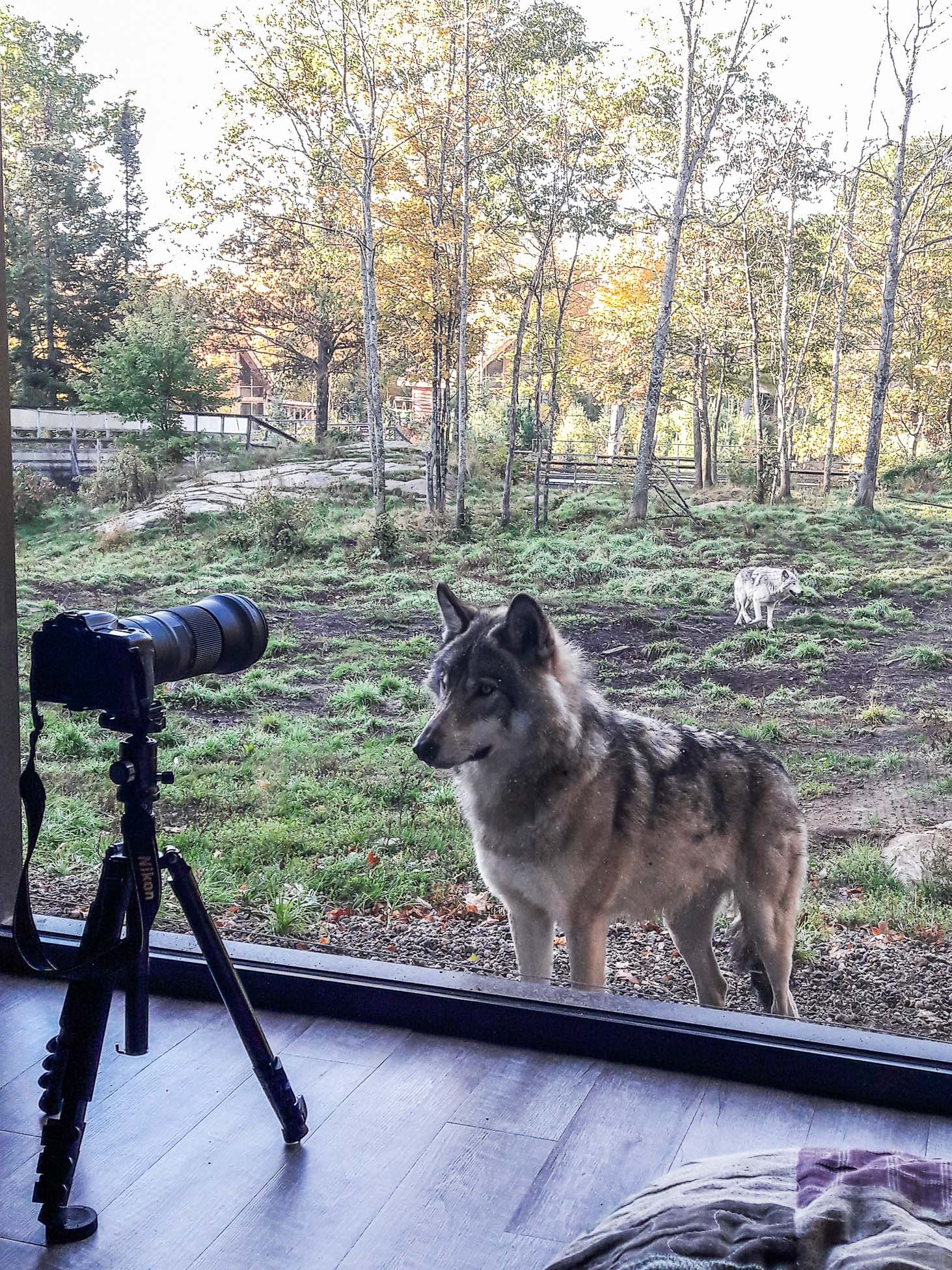 Roadtrip Canada, Parc omega, cabanne des loups