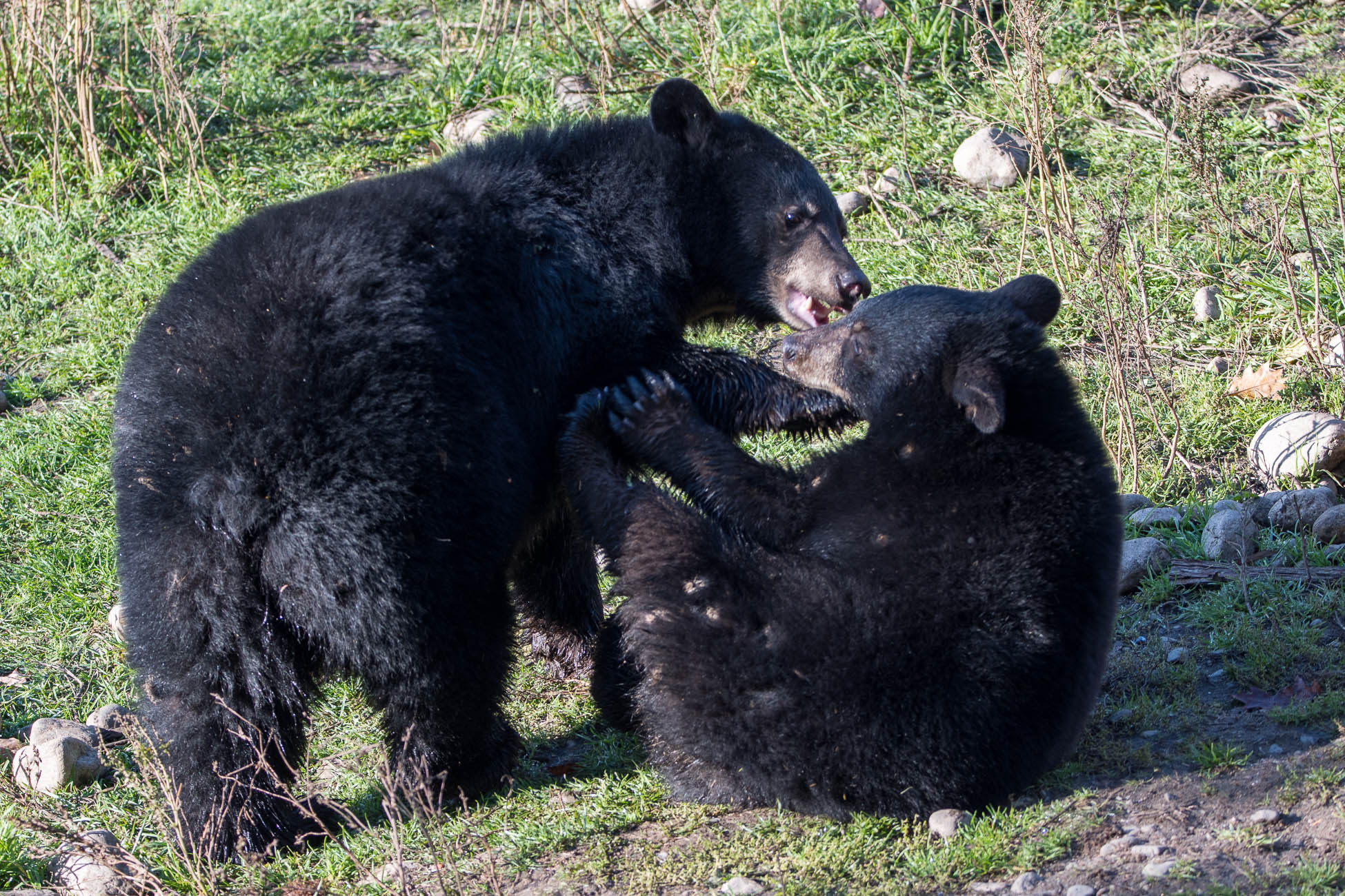 Canada, parc omega, ours noir