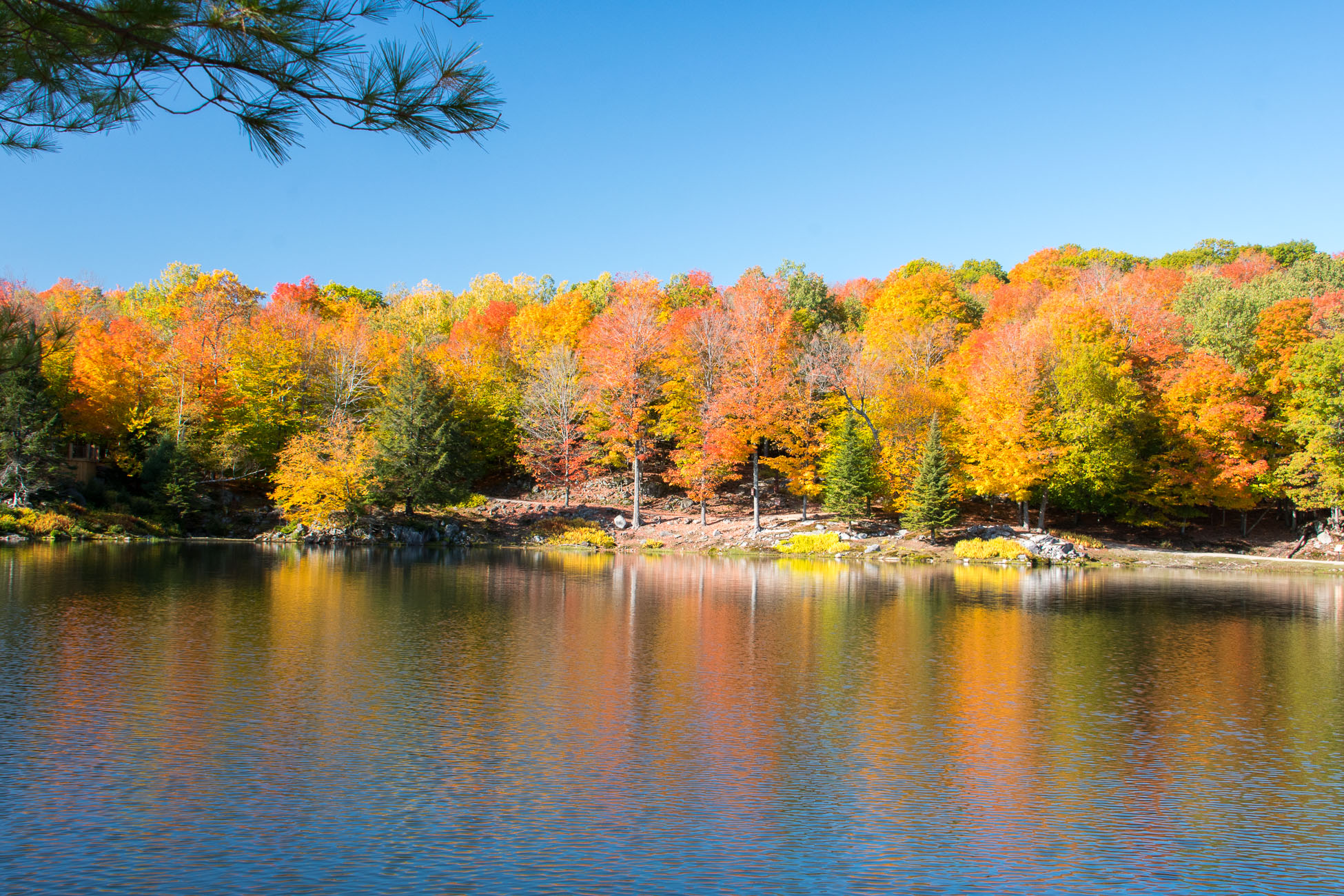 Canada, Parc omega, couleur d'automne