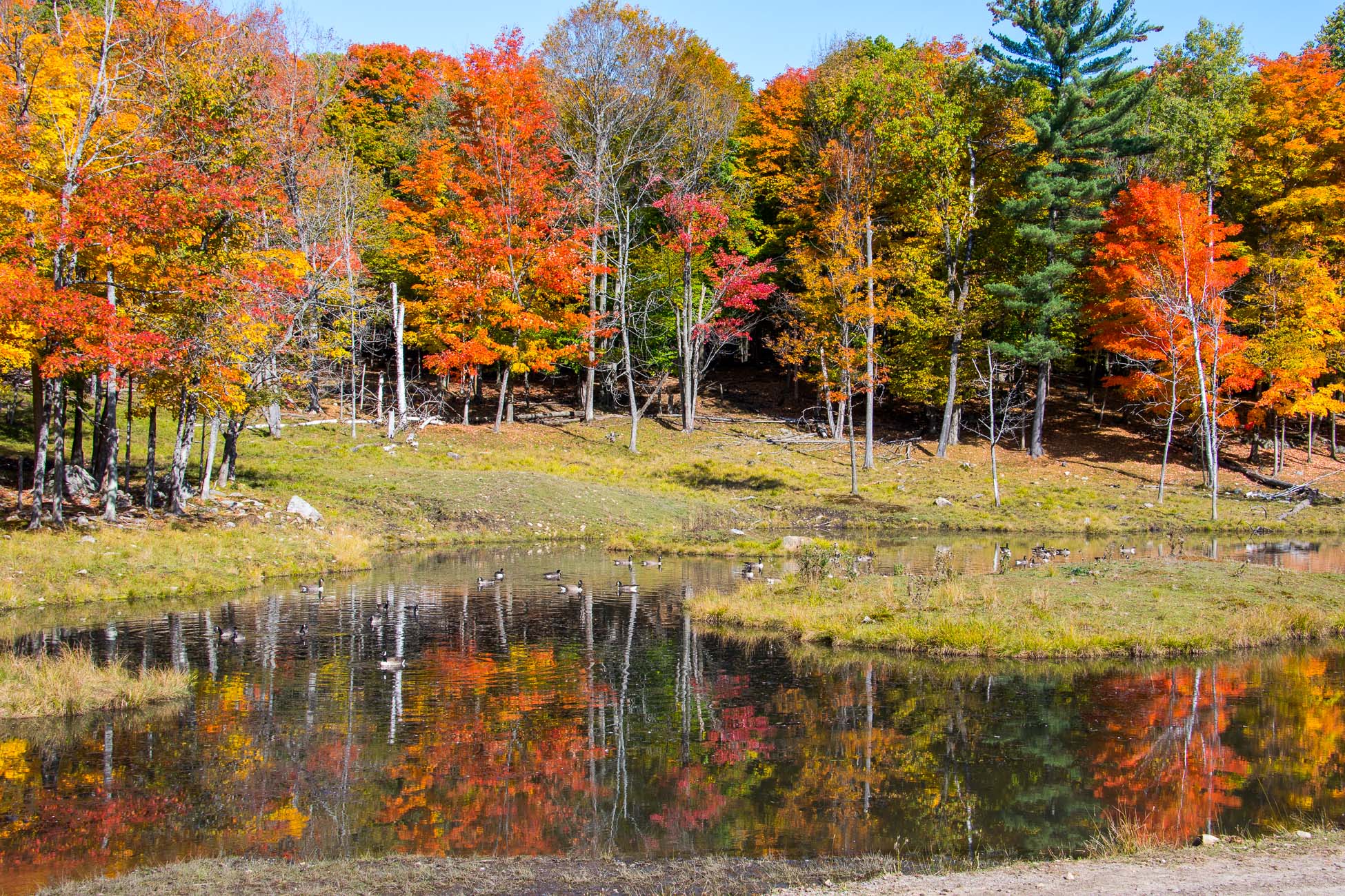 Canada, parc omega, couleurs d'automne