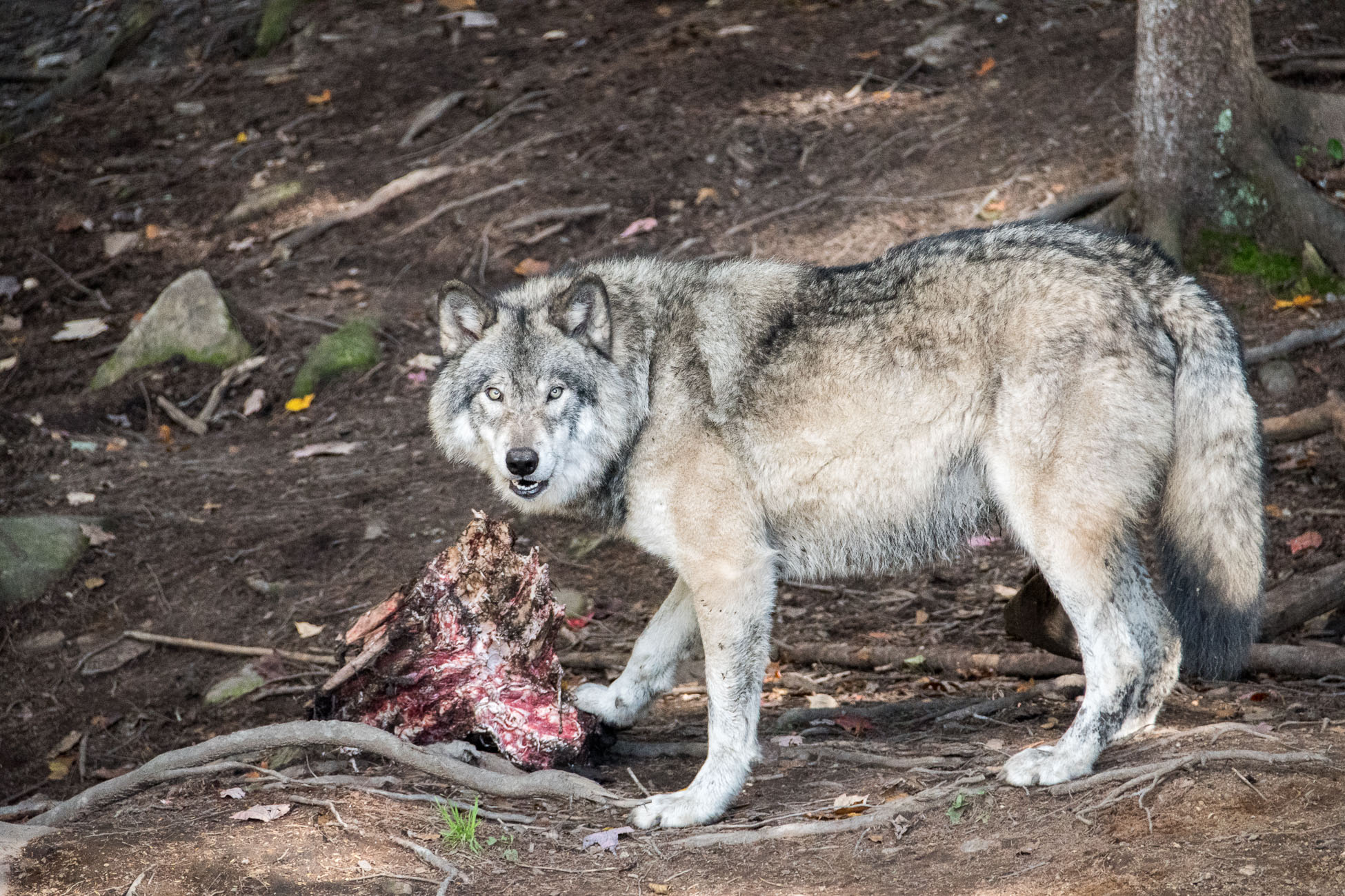 Canada, parc omega, loup gris