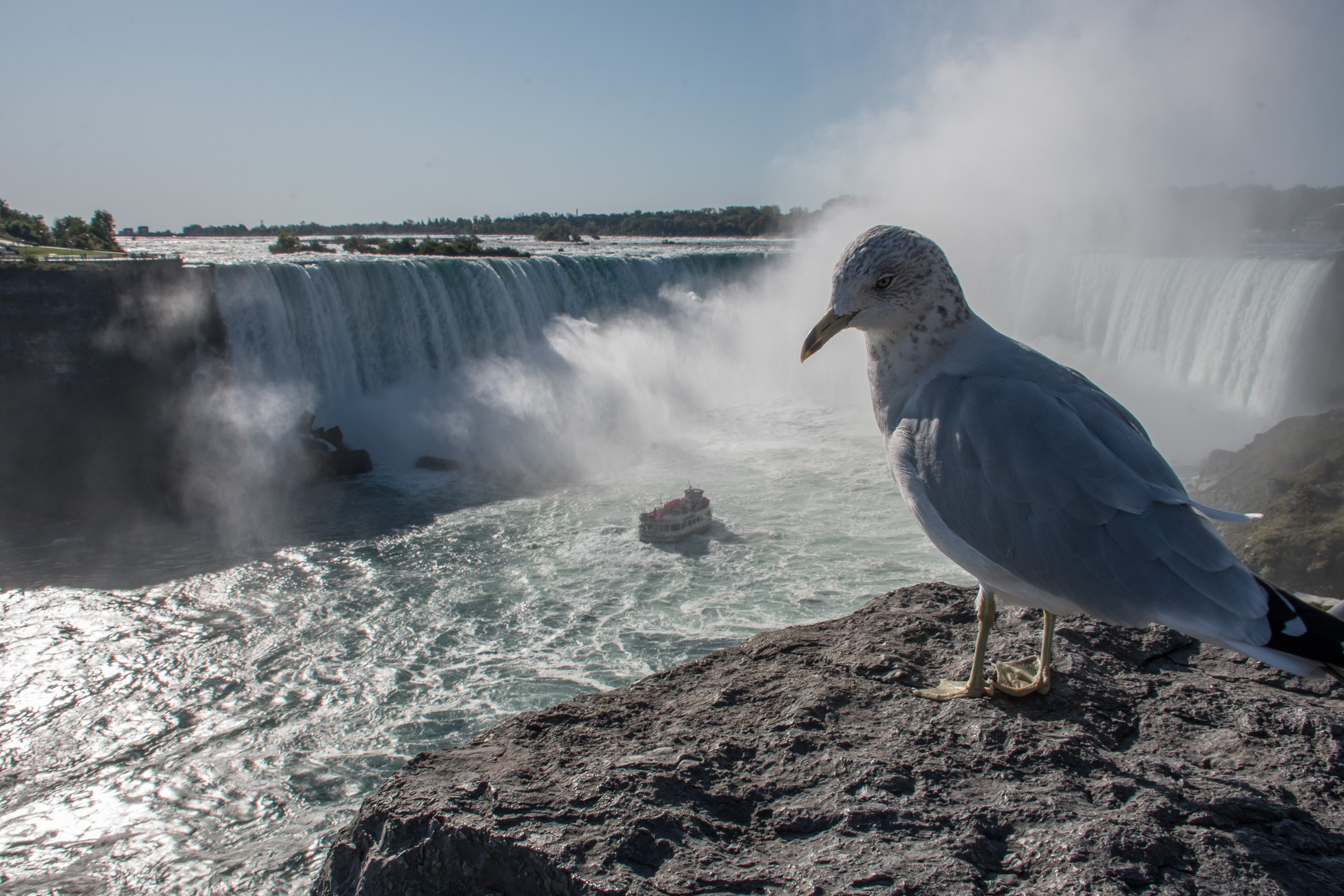 Roadtrip Canada, chutes du Niagara, mouette