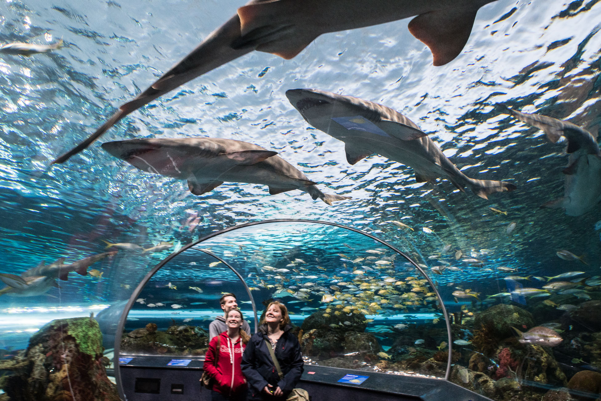 Roadtrip Canada, aquarium de Toronto