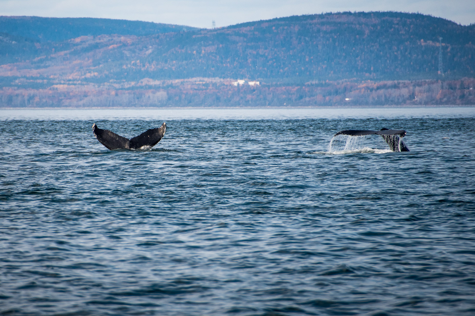 RoadTrip Canada, Tadoussac, croisière aux baleines