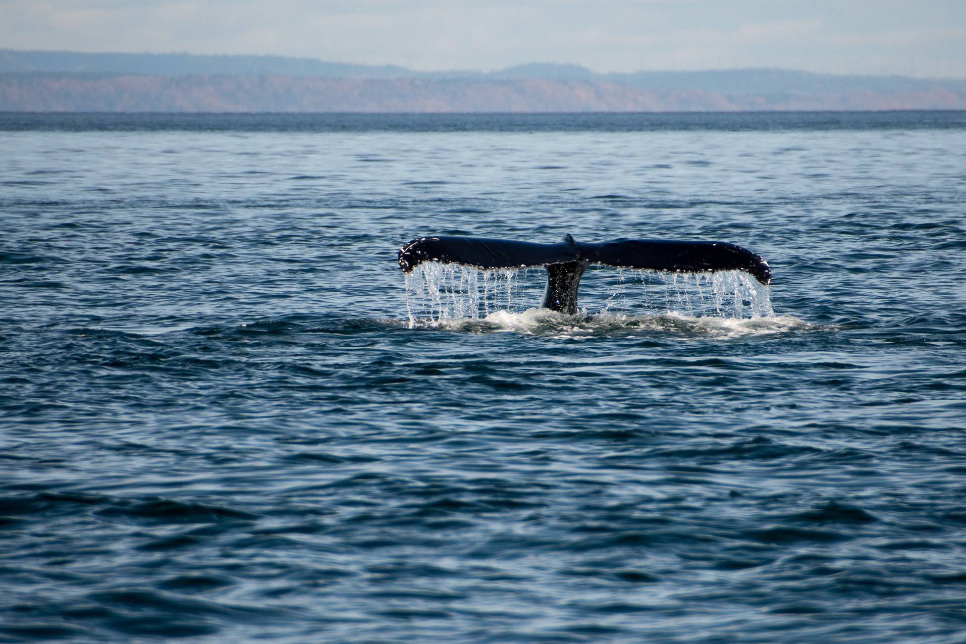 RoadTrip Canada, Tadoussac, croisière aux baleines