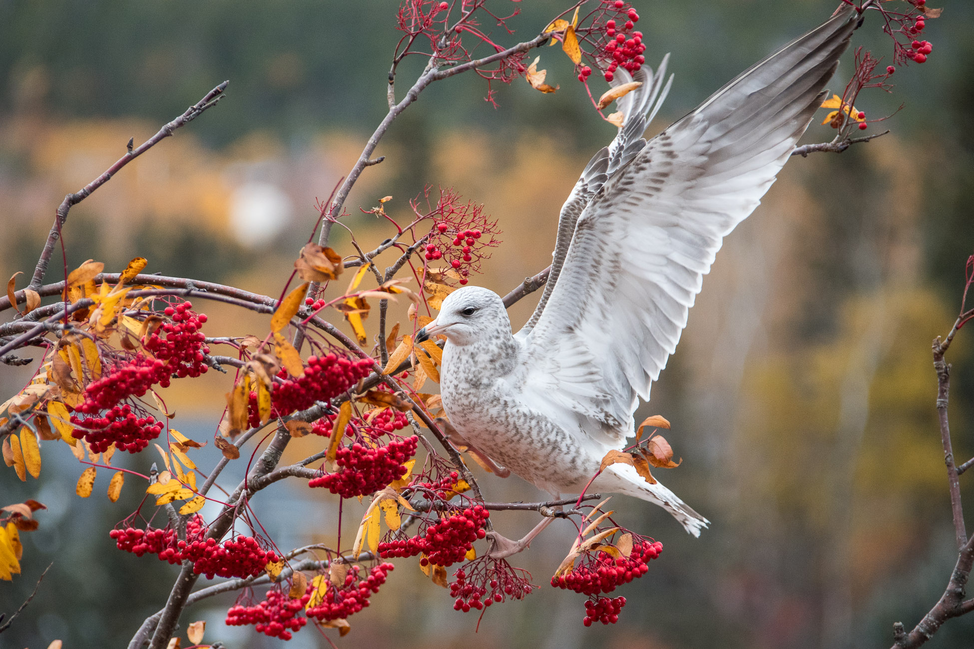 RoadTrip Canada, Tadoussac, mouette