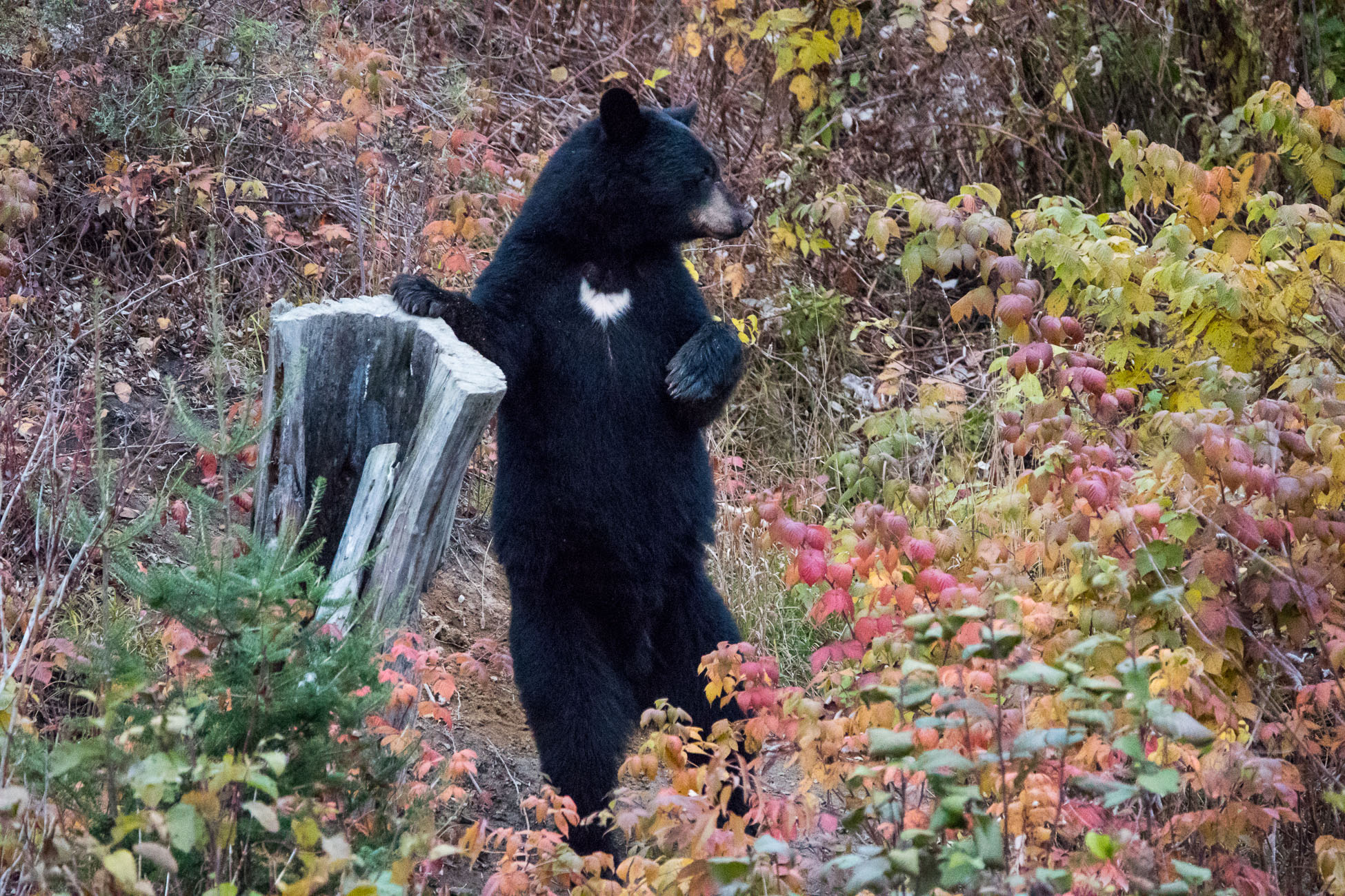 Roadtrip Canada, Sacrécoeur, observatoire de l'ours noir