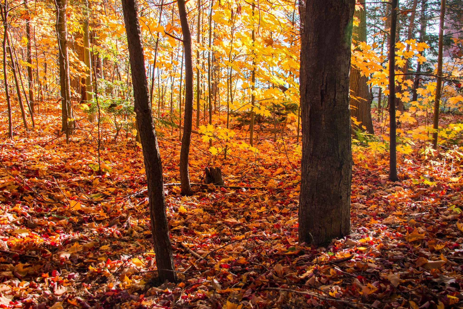 Roadtrip Canada, couleur d'automne