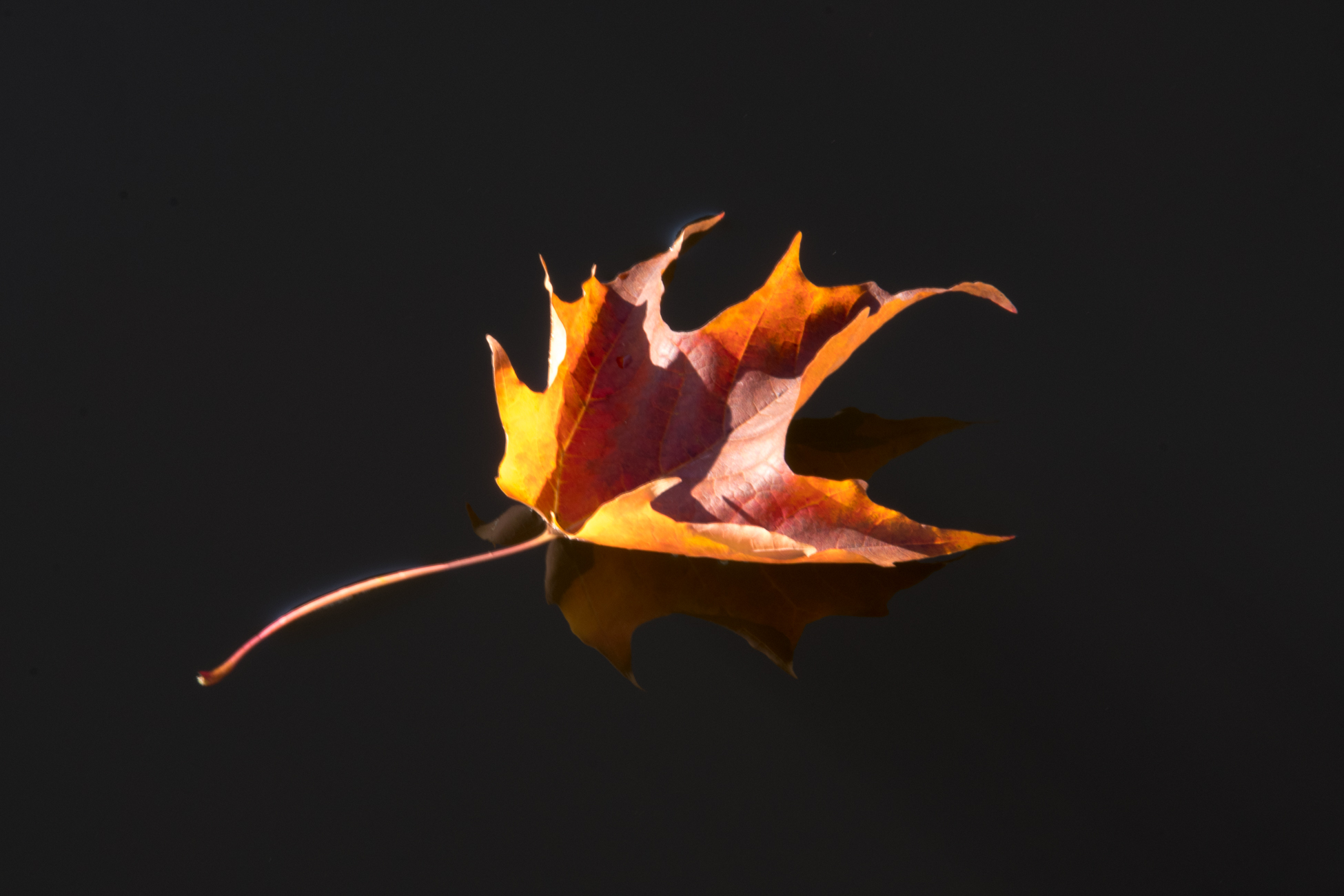 Roadtrip Canada, Montréal,feuille d'automne