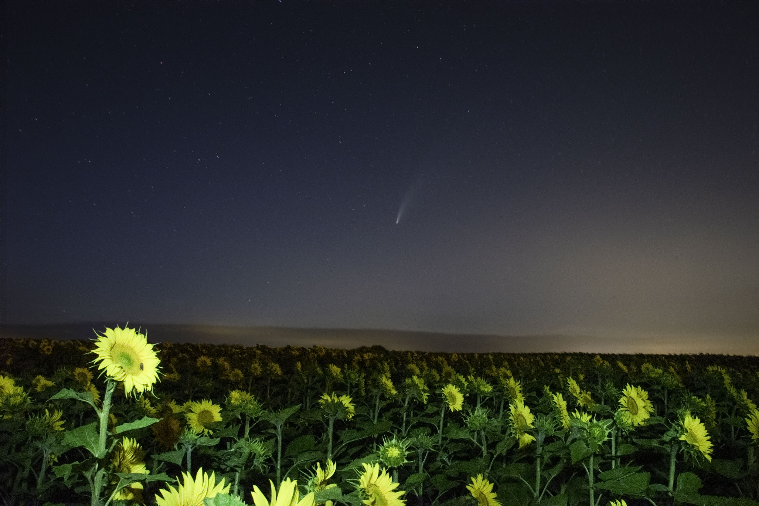 Comète Neowise au dessus d'un champs de tournesols à Allain