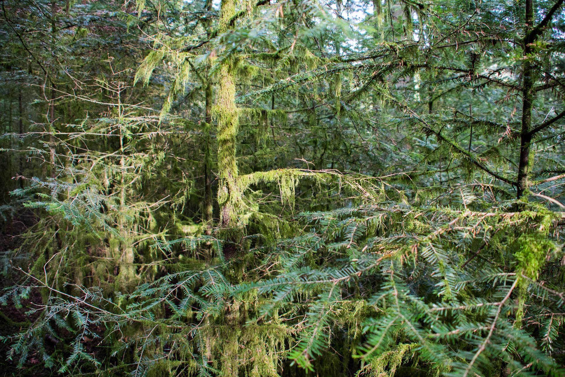 Randonnée Pierre-percée - le petit Canada - Mousse sur les arbres 