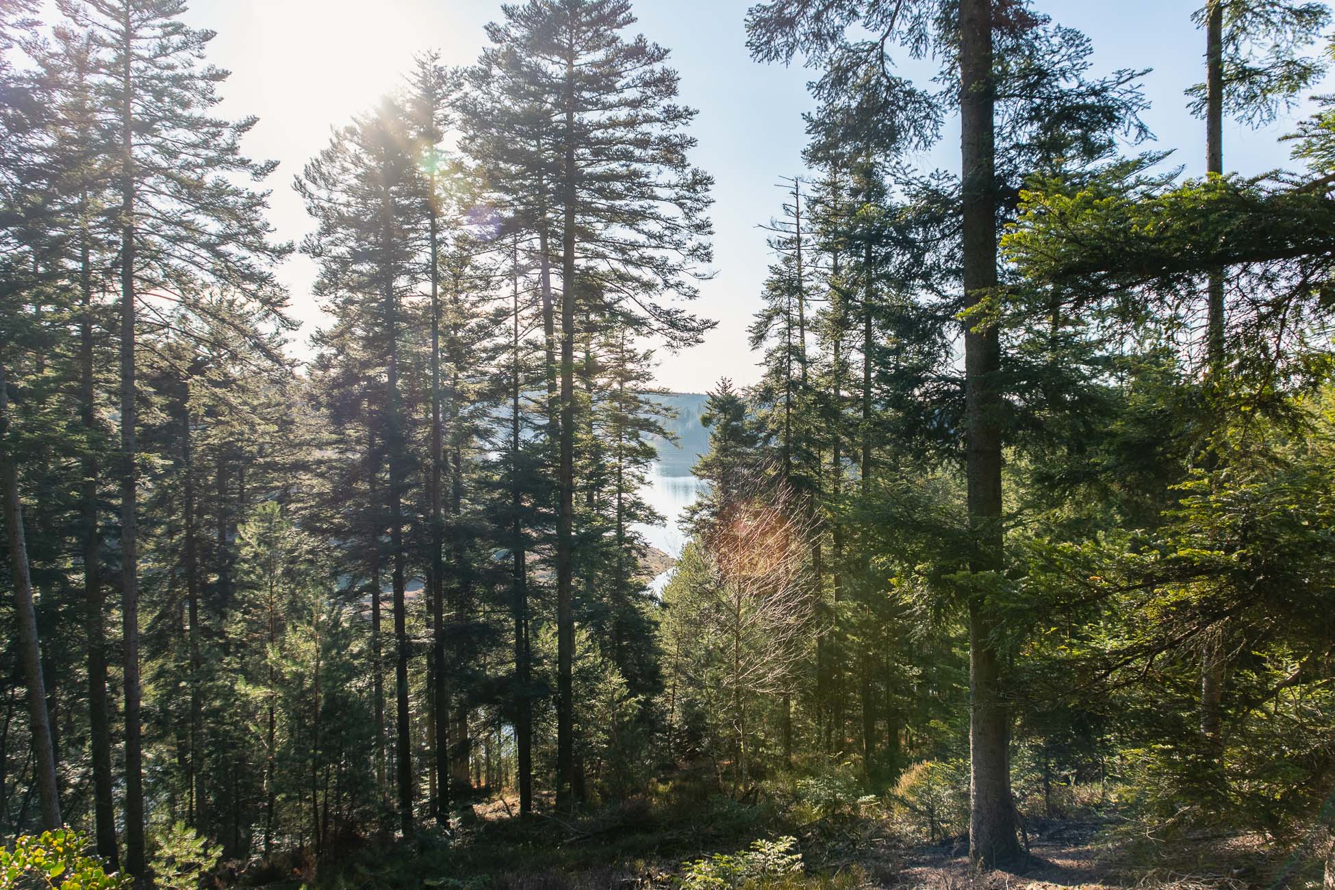 Randonnée Pierre-percée - le petit Canada - soleil perçant la forêt