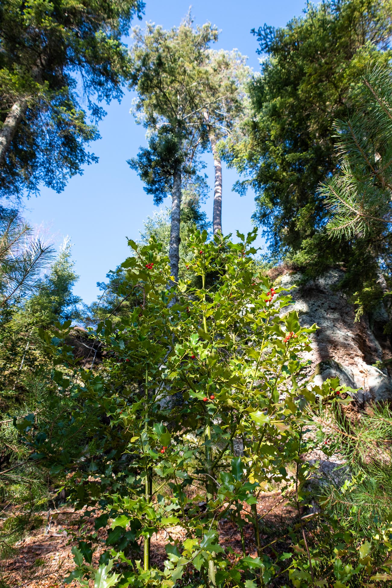 Randonnée Pierre-percée - le petit Canada - arbuste Houx